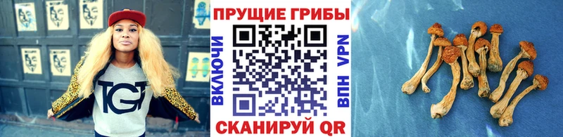 Псилоцибиновые грибы мухоморы  Купить где  Плавск 